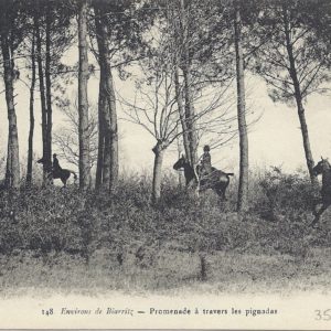 Promenade à travers les Pignadas