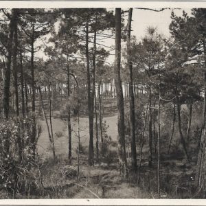 Un coin de la forêt de Chiberta