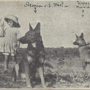 GRAND ELEVAGE DE LA MORINIERE