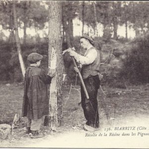 (Côte-Basque) - Récolte de la Résine dans les Pignadas 4476