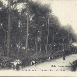 Les Pignadas (Forêt de Pins)