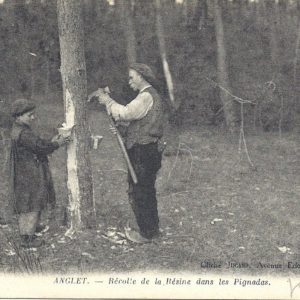 Récolte de la Résine dans les Pignadas