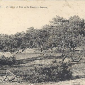 Dunes et Pins de la Chambre d'Amour