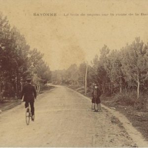 Le bois de sapins sur la route de la Barre