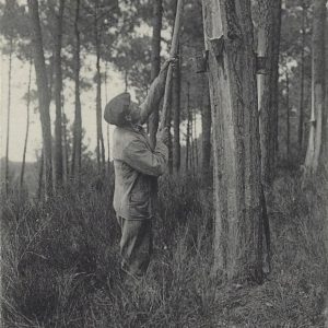 Le saignage du pin dans les pignadas