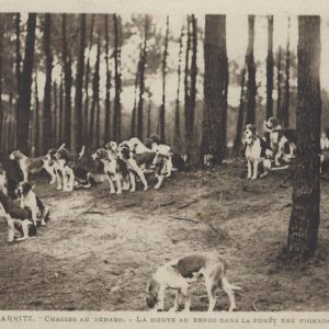 CHASSES AU RENARD - LA MEUTE AU REPOS DANS LA FORÊT DES PIGNADAS