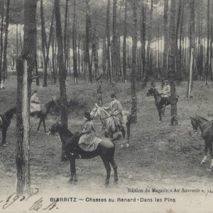 Chasses au Renard - Dans les Pins