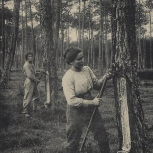 AU PAYS BASQUE - Le Germage du Pin