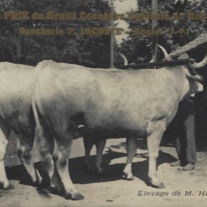 PREMIER PRIX DU GRAND Concours Agricole de Bayonne 1935 Boucherie P,LACOSTE Anglet