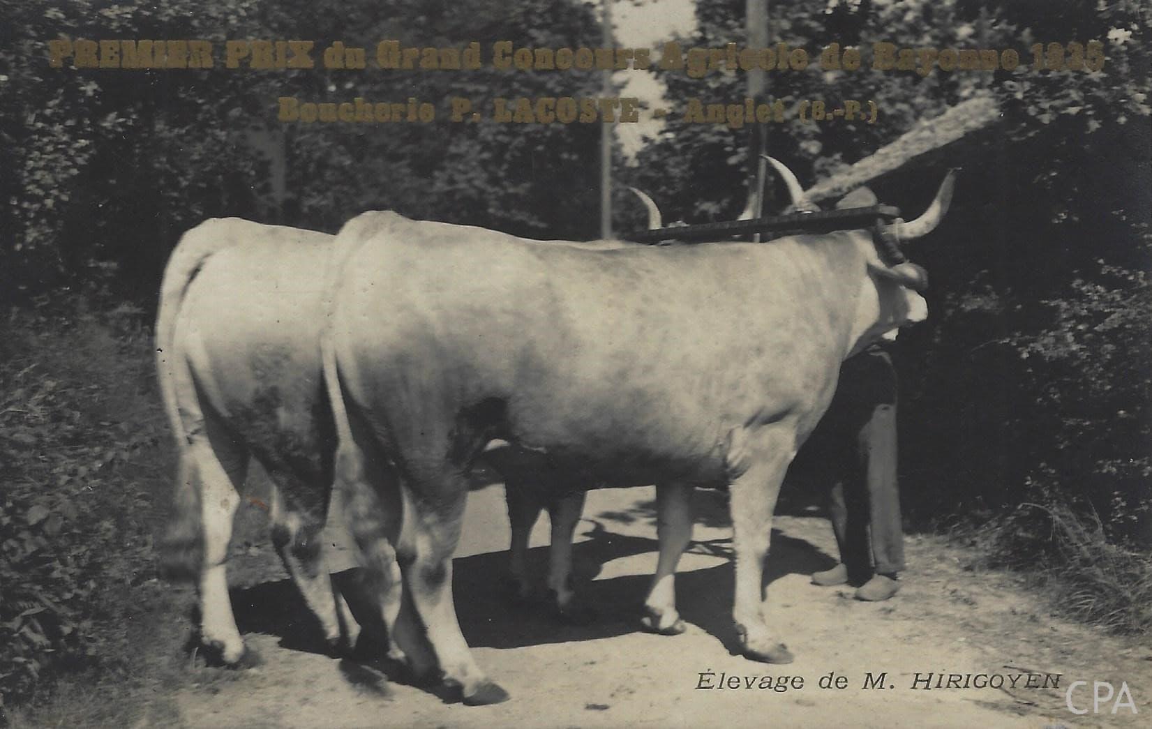 PREMIER PRIX DU GRAND Concours Agricole de Bayonne 1935 Boucherie P,LACOSTE Anglet
